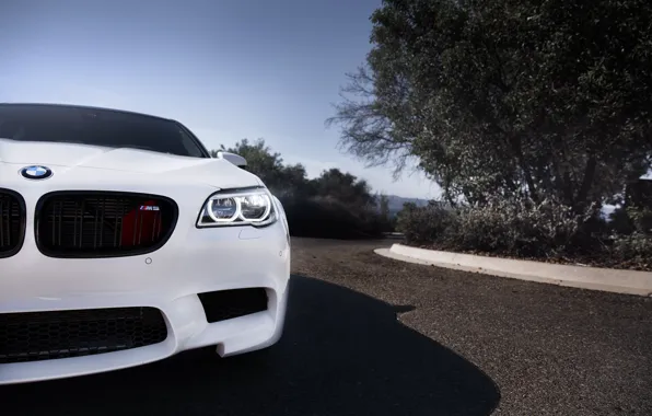 Picture white, bmw, BMW, white, the front, angel eyes, f10, daylight