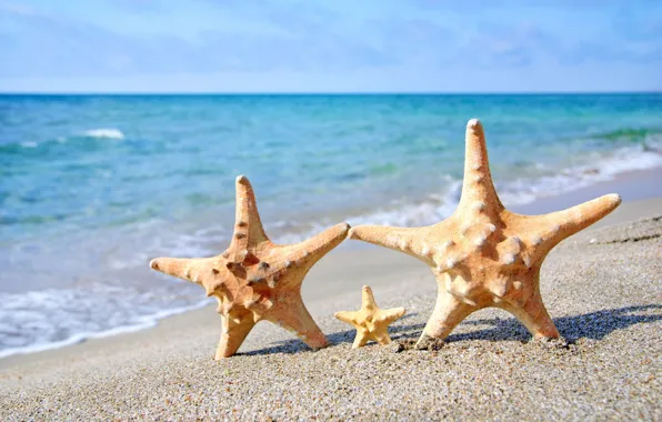 Picture sand, sea, beach, starfish, summer, beach, sea, sand, starfish