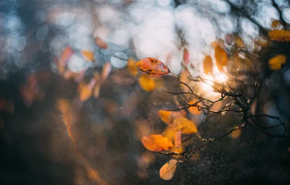 Picture autumn, macro, light, squirt, branches, nature, foliage