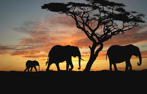 Picture animals, trees, the evening, Savannah, Africa, elephants, sunset africa