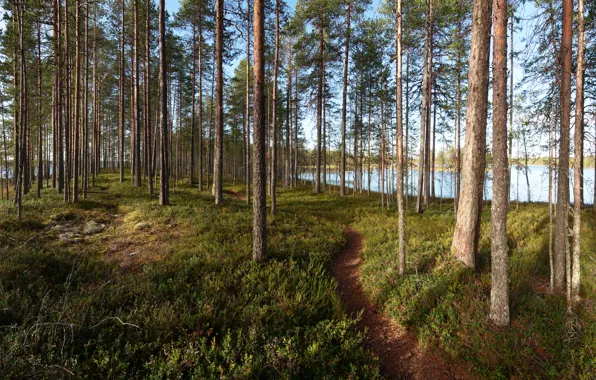 Picture forest, trees, lake, path