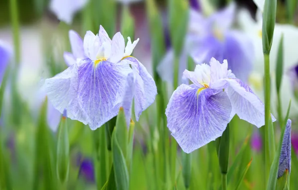 Picture purple, macro, petals, iris, iris