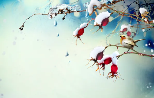 Picture drops, snow, branches, berries, ice, briar, bird