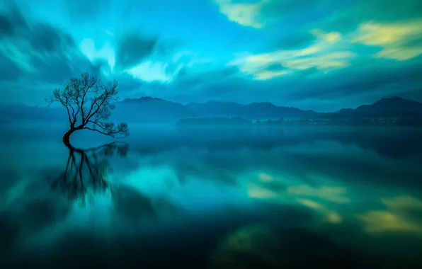 Picture lake, tree, New Zealand, Wanaka