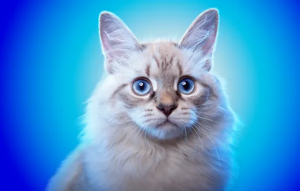 Picture cat, look, background, animal, blue eyes, ears
