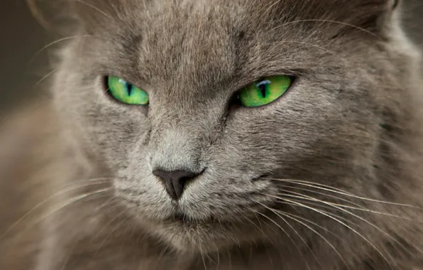 Picture cat, blur, grey, green eyes