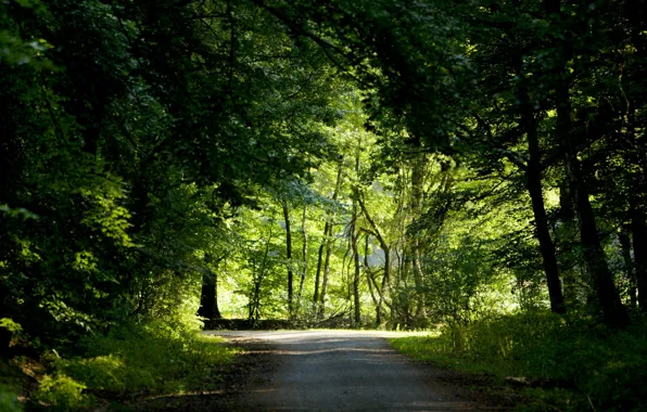 Picture road, forest, trees
