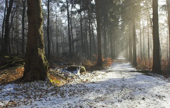 Picture winter, road, autumn, forest, trees, nature, beauty, morning, haze