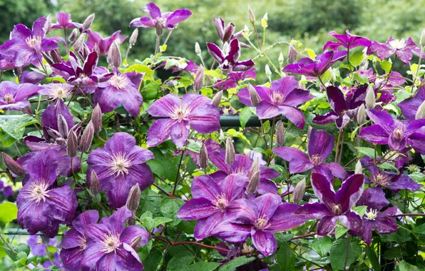 Picture purple, leaves, flowers, droplets, flowering, Clematis, dewdrops