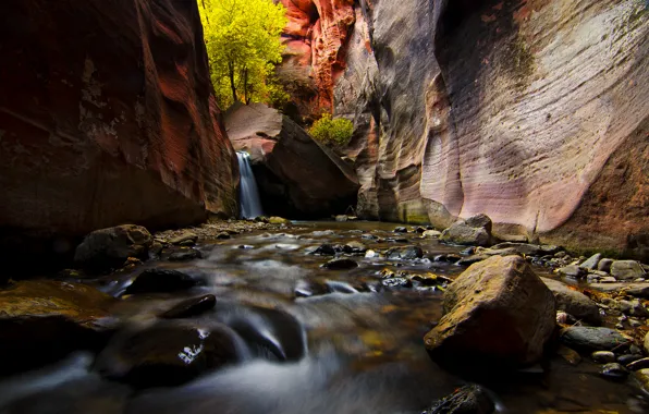Picture trees, river, stream, stones, rocks, canyon, Utah, USA, Zion National Park
