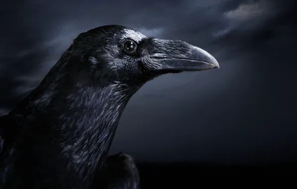 Picture night, bird, Raven