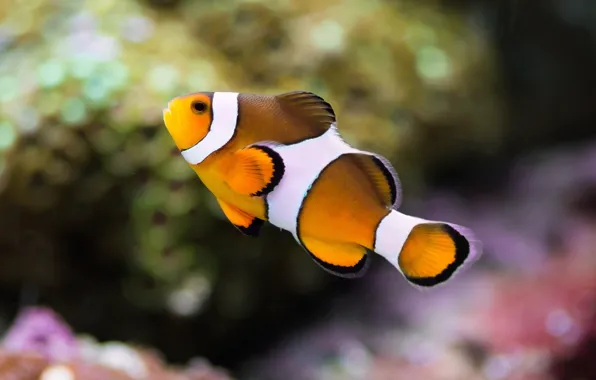 Picture color, macro, aquarium, fish, underwater world, under water, striped, motley