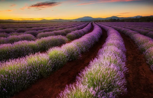 Picture field, valley, Australia, lavender, Tasmania