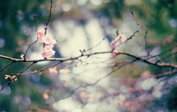 Picture flowers, branches, spring, bokeh