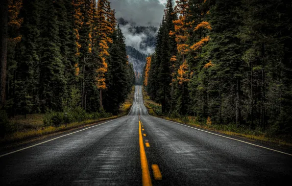 Picture road, autumn, forest, trees, Washington, Washington State, Highway 410