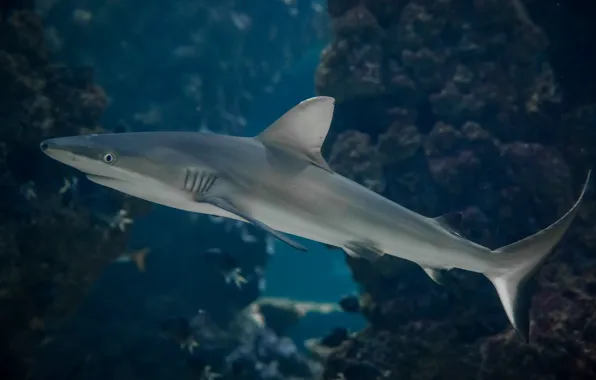 Picture predator, shark, underwater world, under water