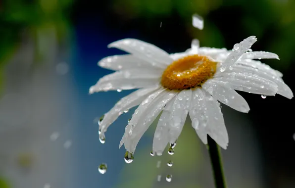 Picture flower, water, drops, nature, rain, Daisy