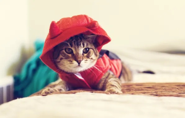 Picture cat, look, macro, animal, clothing, hood