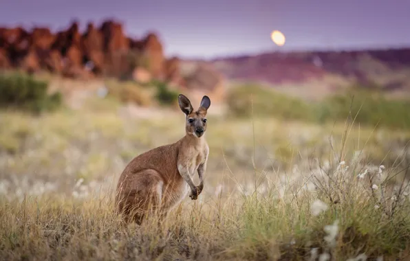Picture morning, Australia, kangaroo