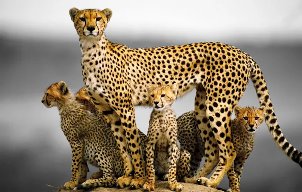 Picture cat, family, kittens, Cheetah