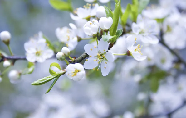 Picture macro, flowers, nature, branch, spring, petals, white, Apple, buds, flowering