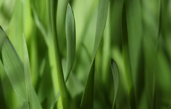 Picture greens, grass, leaves, macro, strips, narrow