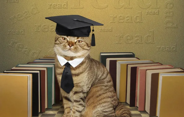 Picture cat, books, humor, hat, tie, scientist