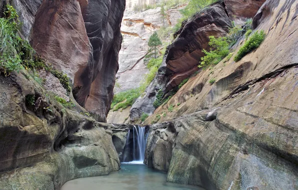 Picture trees, river, stones, rocks, waterfall, canyon, gorge, Utah, USA, Zion National Park