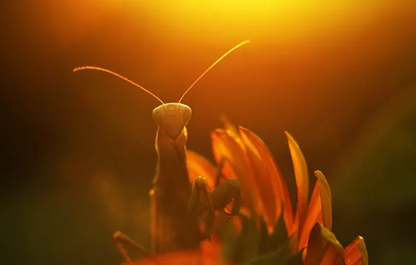 Picture flower, the sun, macro, rays, plants, mantis, Insect, alien))