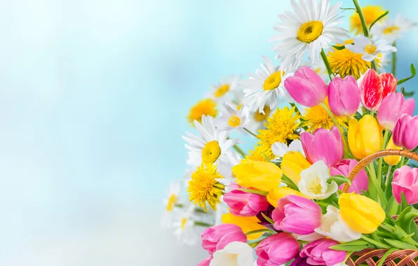 Picture flowers, background, basket, chamomile, tulips, colorful, bokeh