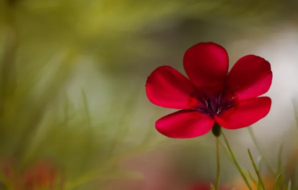 Picture flower, macro, red, green, background, plant