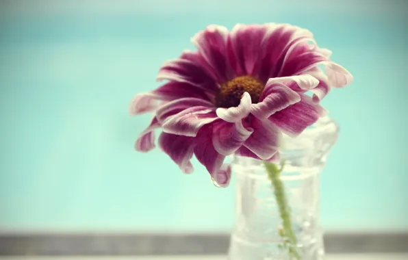 Picture flower, water, macro, petals, vase, flower, water, macro, 2560x1600, vase, petals
