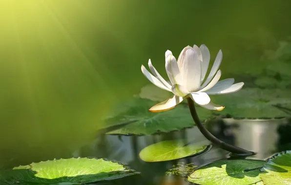 Picture flower, water, pond, Lotus, Lily, flower, water, lotus, pound, water lily
