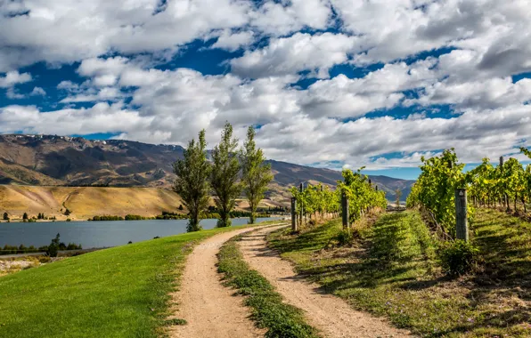 Picture road, the sky, clouds, trees, mountains, river, New Zealand, vineyard, Bank, plantation