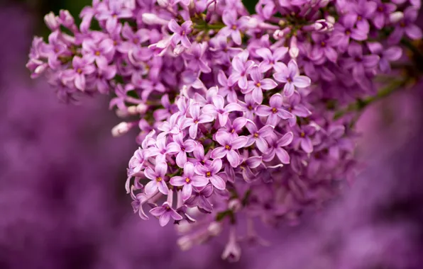 Picture macro, bunch, lilac