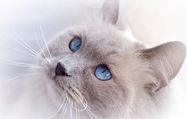 Picture cat, cat, look, face, blue eyes