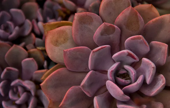 Wallpaper leaves, plant, cactus, succulent images for desktop, section  цветы - download