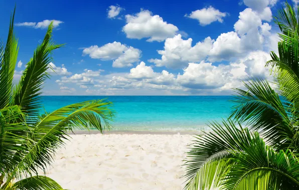 Picture sand, sea, beach, the sky, the sun, tropics, palm trees, the ocean, shore, summer, sunshine, …