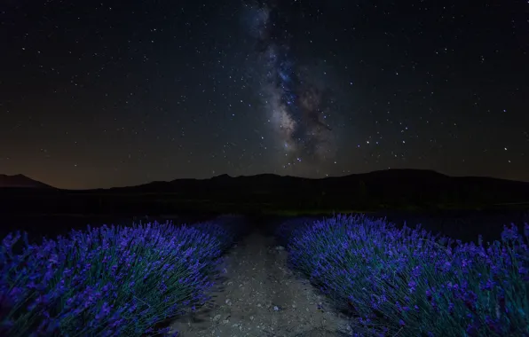 Picture the sky, stars, flowers, mountains, night, lavender, plantation