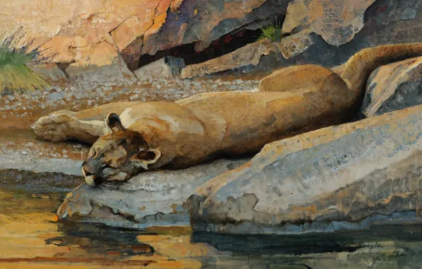 Picture cat, water, stream, stones, stay, sleep, predator, picture, art, lies, Puma, drink, wild, boulders, Bob …