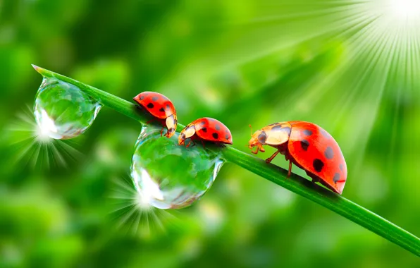 Picture greens, the sun, drops, macro, insects, Rosa, rendering, ladybugs, Wallpaper from lolita777