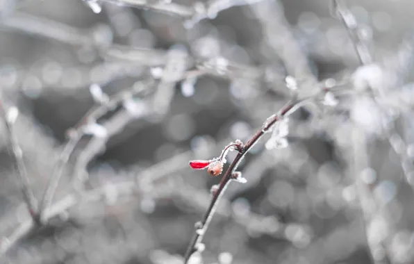 Picture cold, winter, frost, white, macro, snow, red, berries, sprig, minimalism, frost, frost