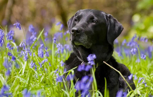 Picture flowers, dog, bells, Labrador Retriever