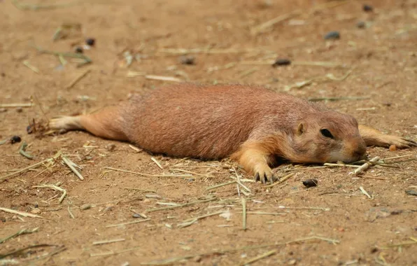 Picture rodent, Prairie dog, out