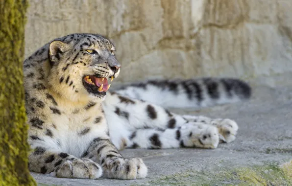 Picture cat, stay, stone, profile, IRBIS, snow leopard, ©Tambako The Jaguar