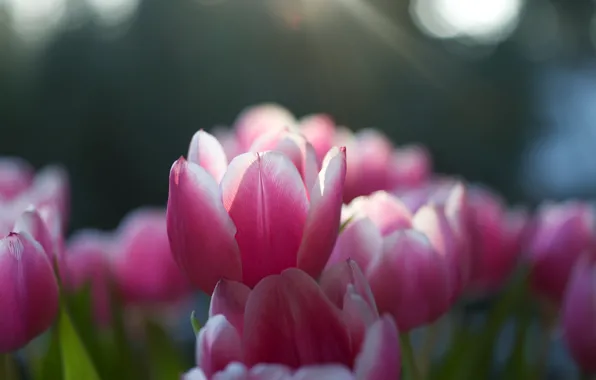 Picture the sun, macro, rays, light, nature, focus, spring, petals, tulips, pink, buds, flowering