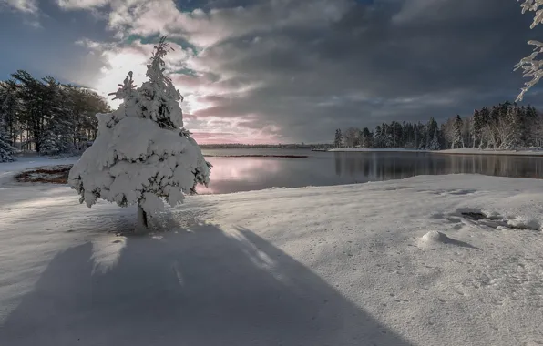 Picture winter, snow, lake, tree