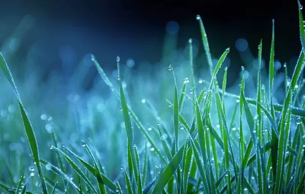 Picture grass, drops, blue, nature, Rosa, blue