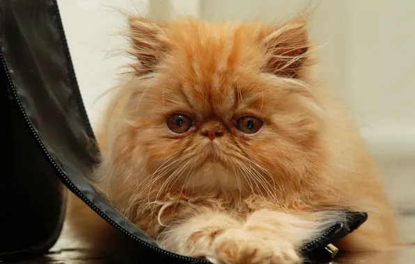 Picture cat, cat, look, muzzle, red, fluffy, red cat, Persian cat