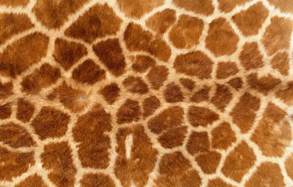 Picture background, Wallpaper, texture, giraffe, skin, fur